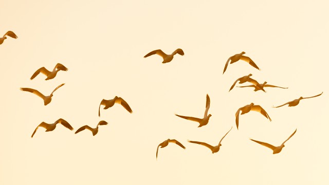 Middle Creek Geese 2